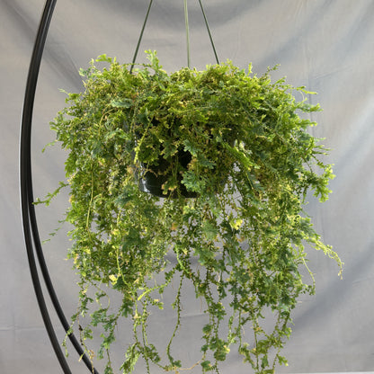 Peacock Moss