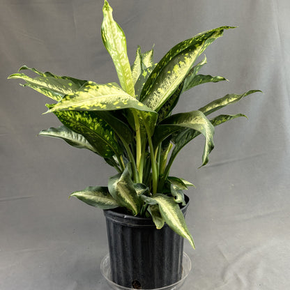 Dieffenbachia 'Panther'