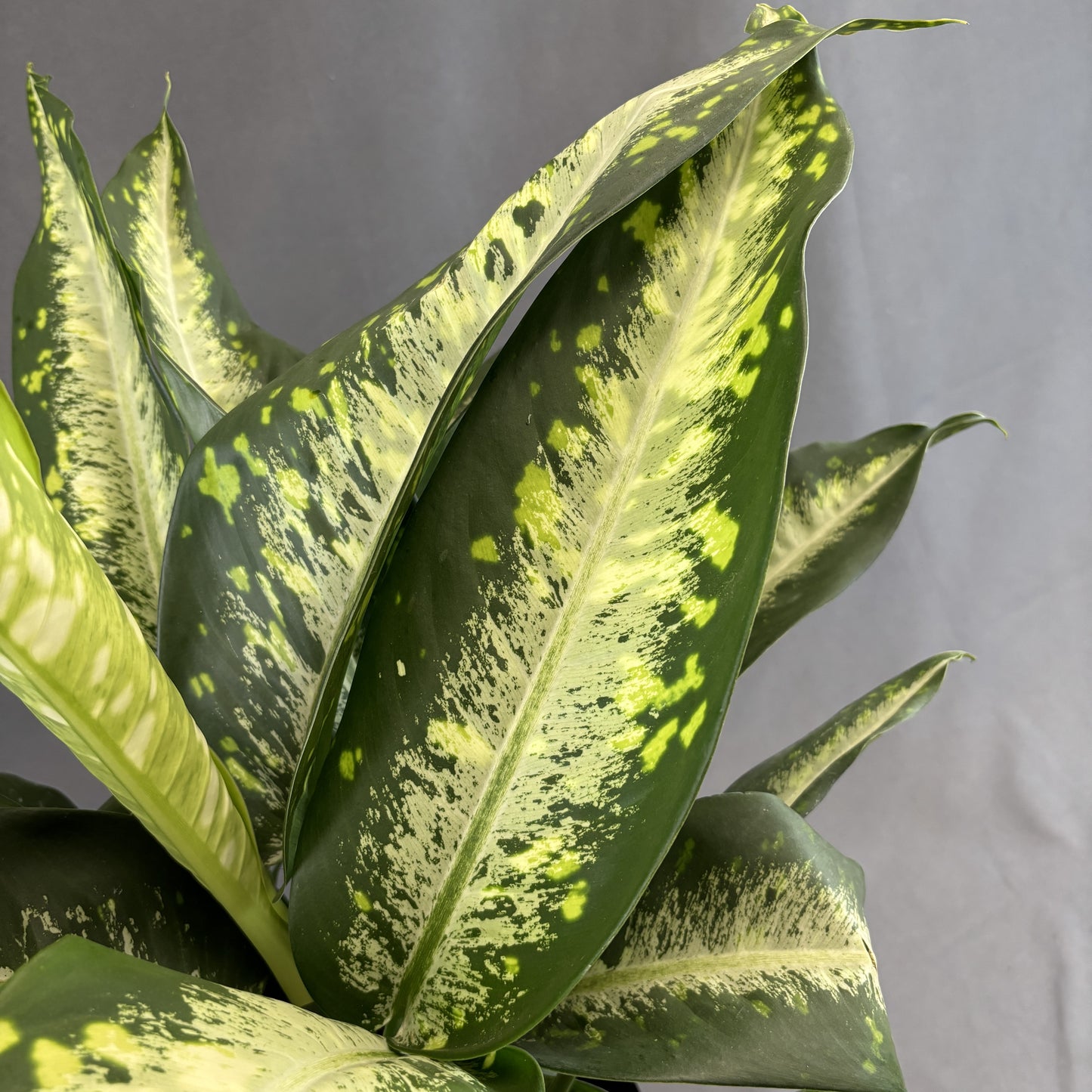 Dieffenbachia 'Panther'