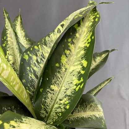 Dieffenbachia 'Panther'