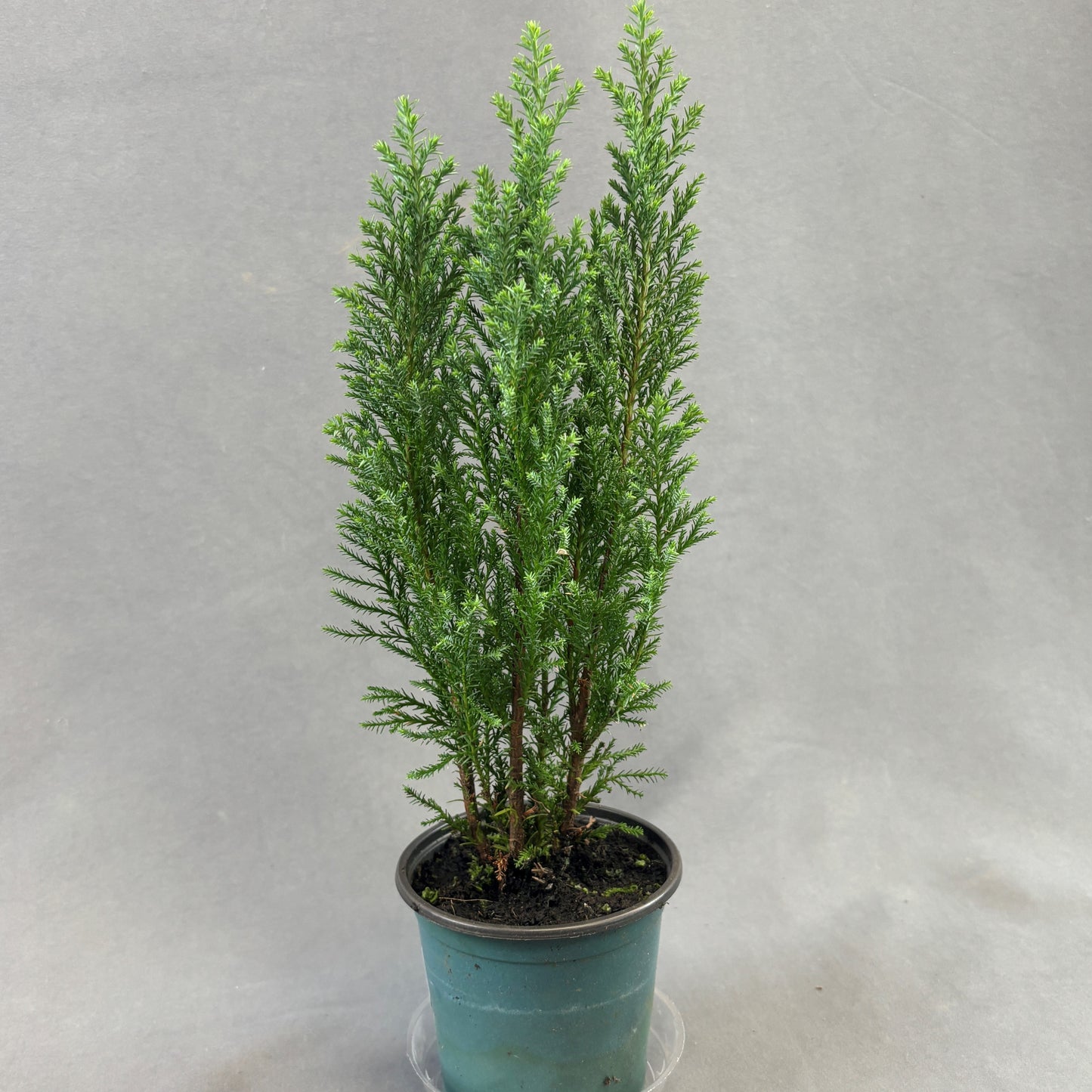 Lawson's Cypress
