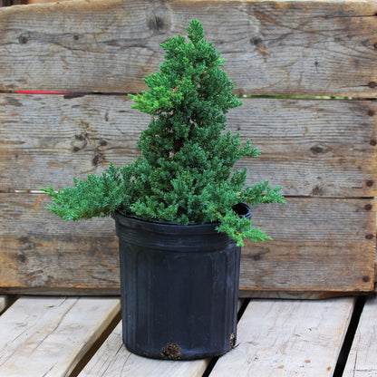 Juniper Bonsai