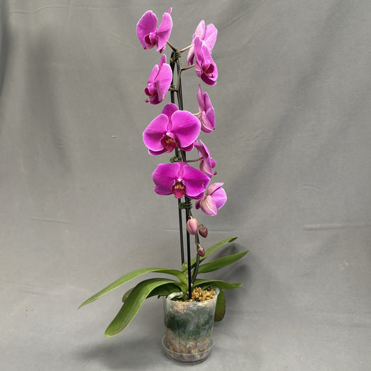 Orchid Phalaenopsis Waterfall 5" Pot (Assorted Colors)