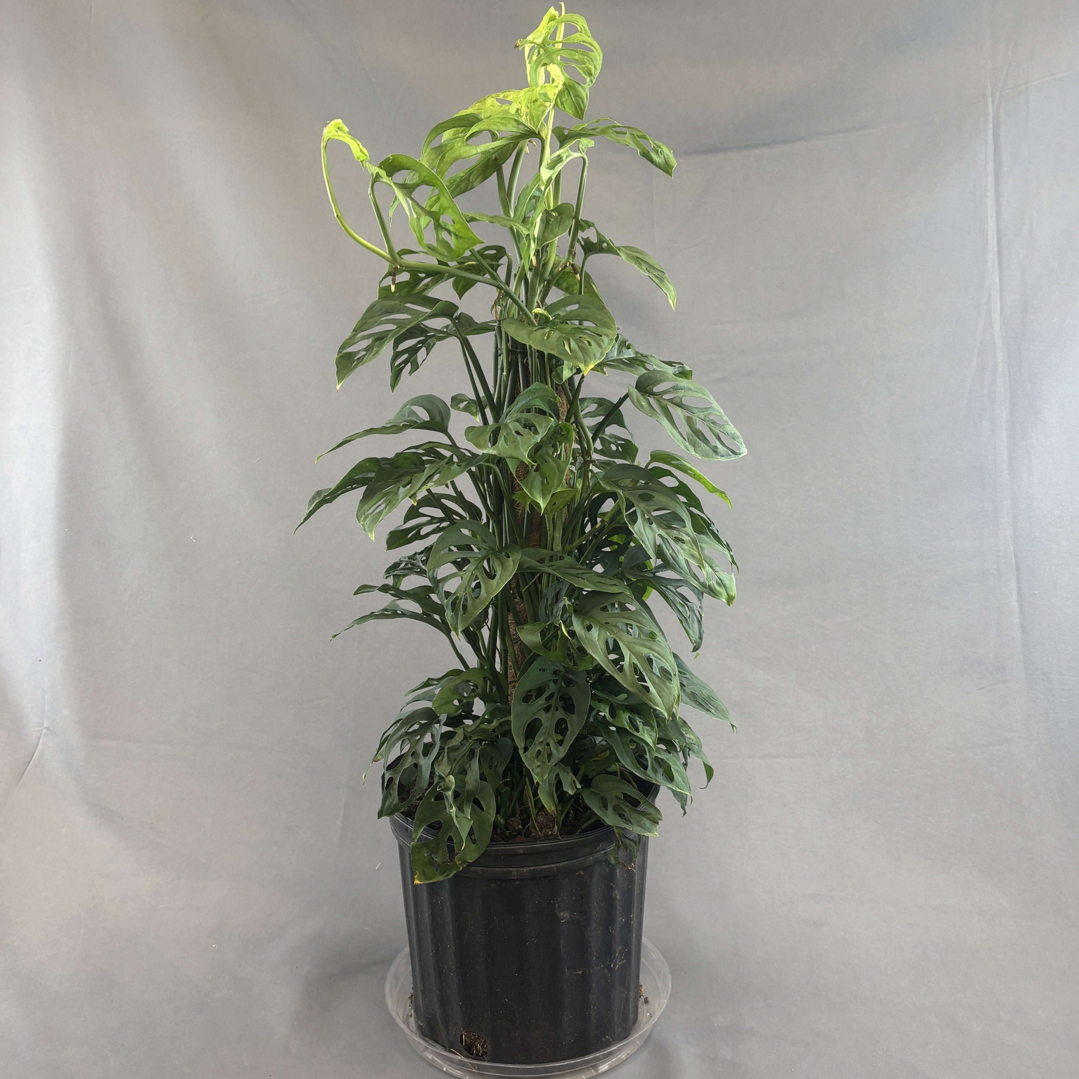 Swiss Cheese Vine