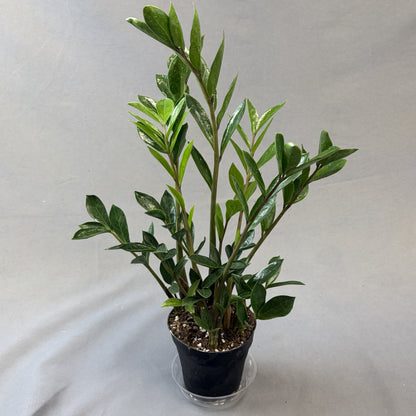 ZZ Plant 'Compacta'