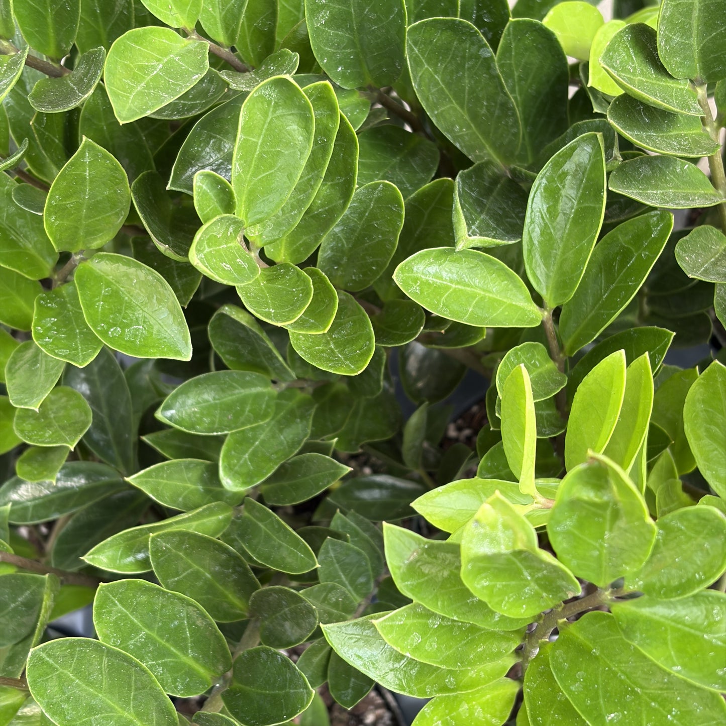 ZZ Plant 'Compacta'