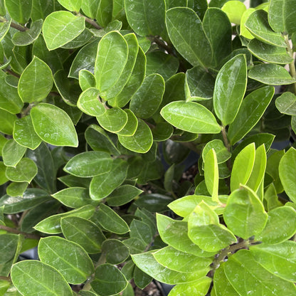 ZZ Plant 'Compacta'