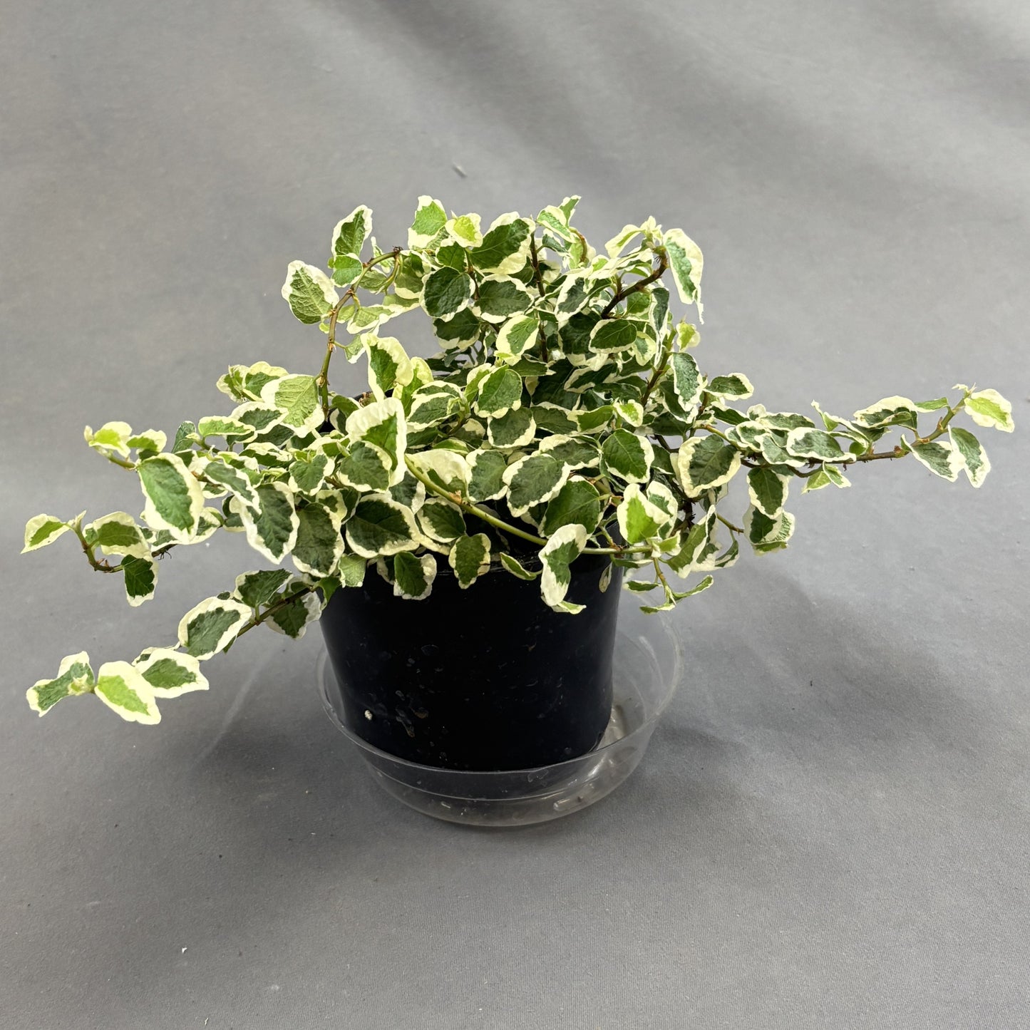 Creeping Fig