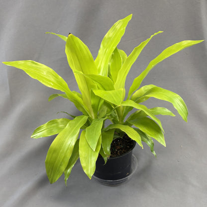 Dracaena 'Limelight'