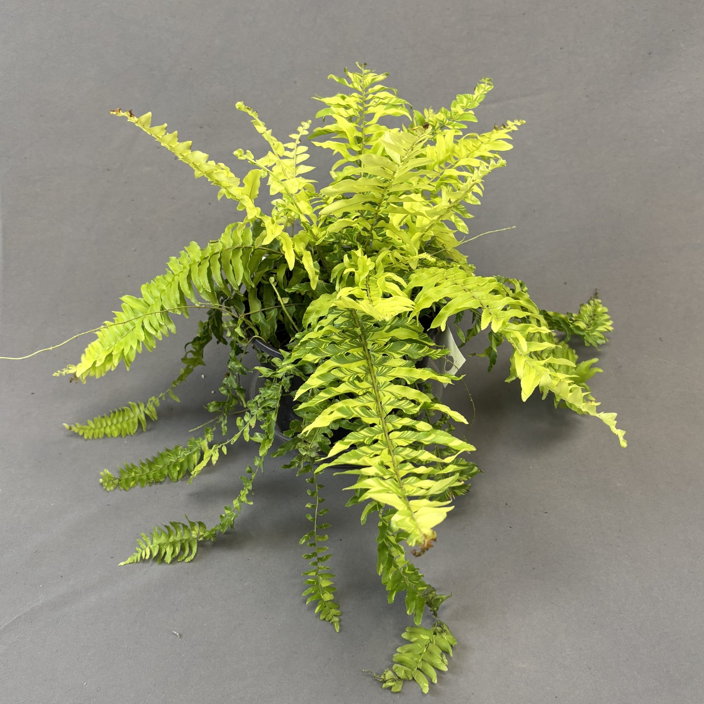Tiger Fern
