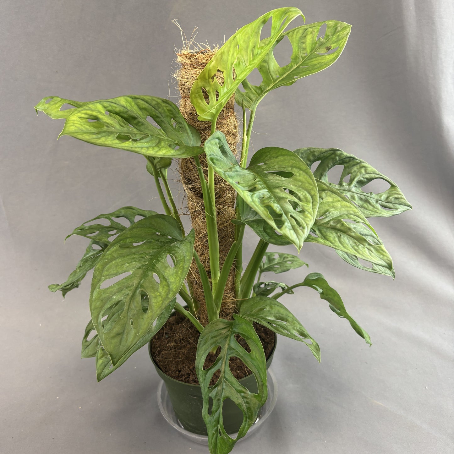 Monstera adansonii