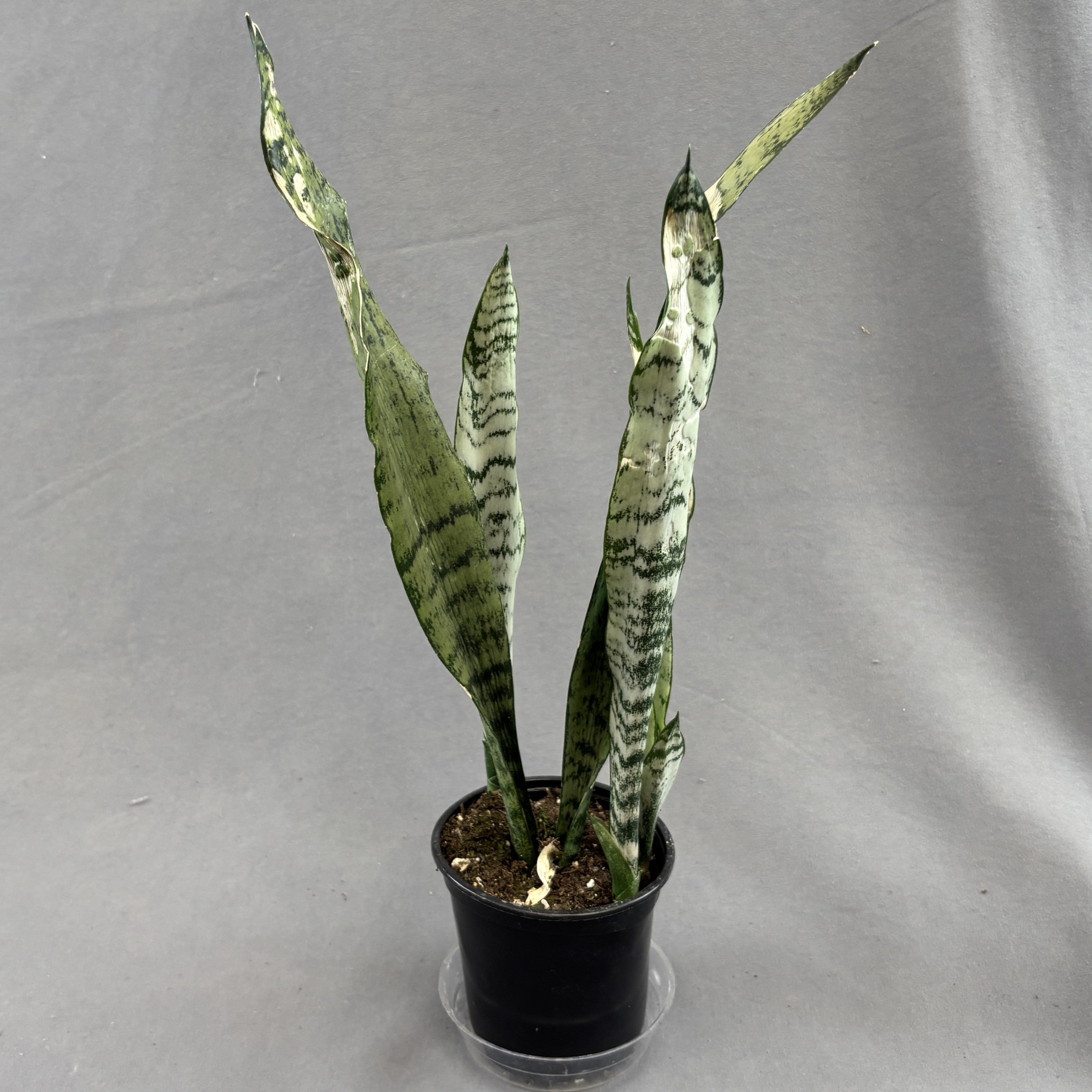 Snake Plant 'Zeylanica'