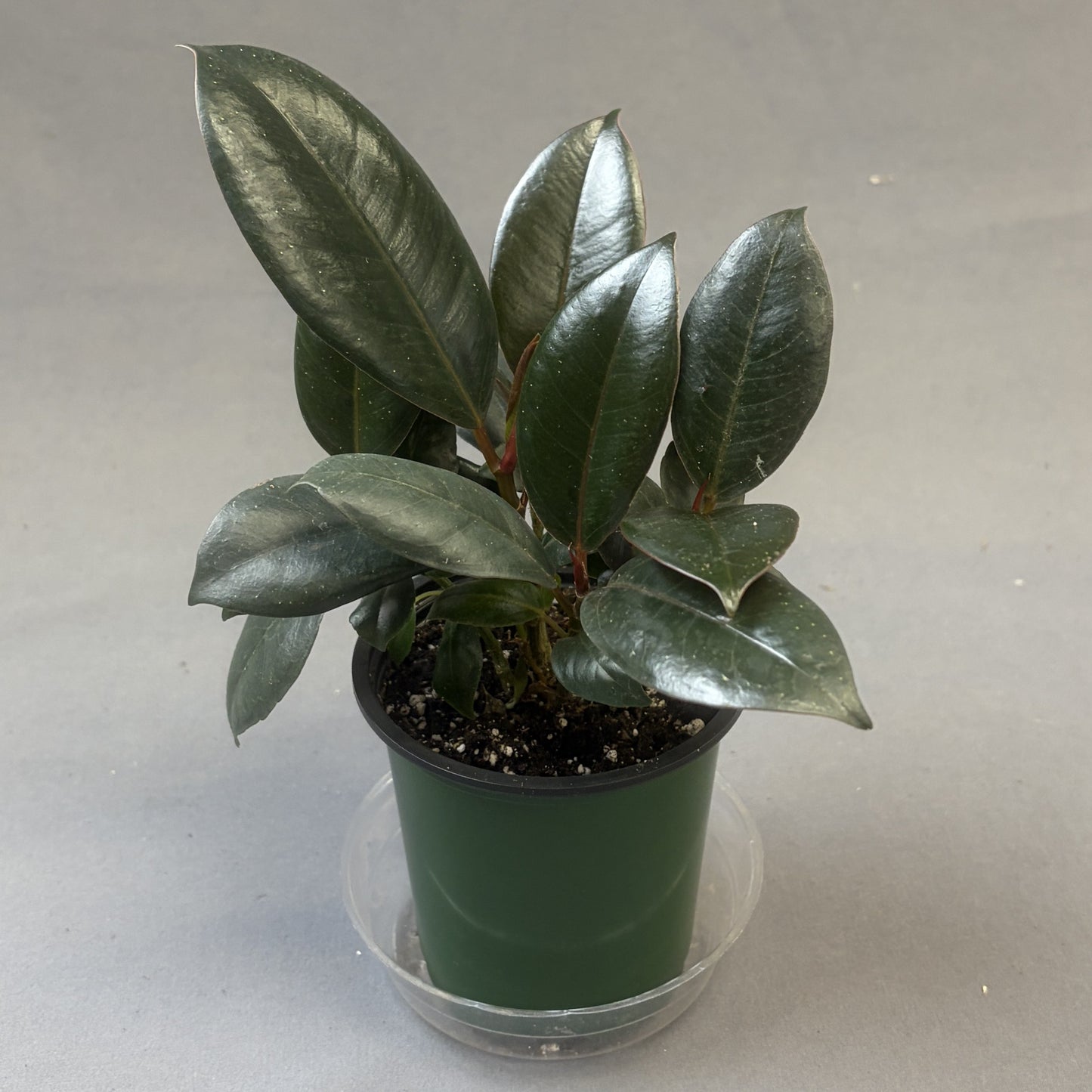 Ficus 'Burgundy'