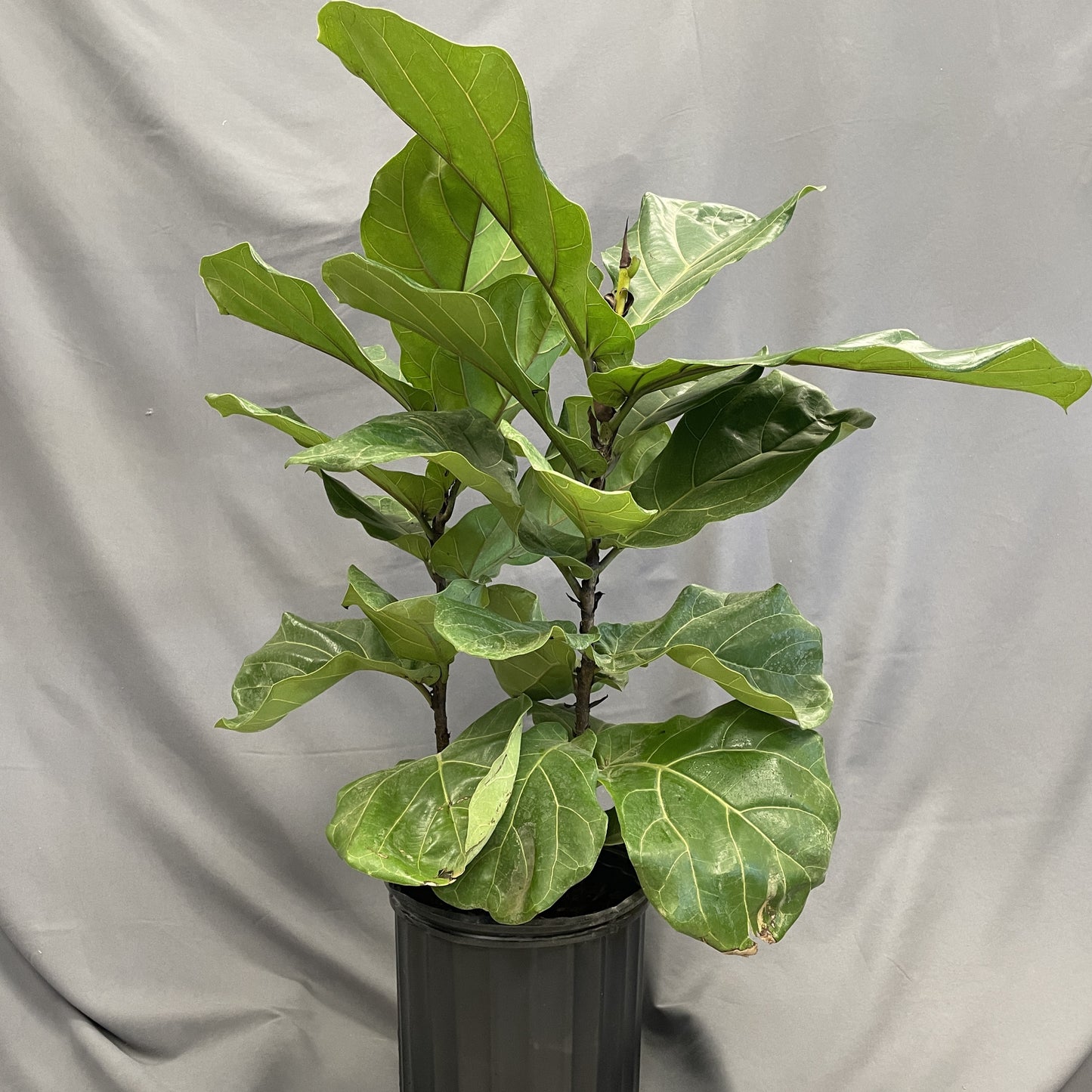 Ficus 'Fiddle Leaf Fig'