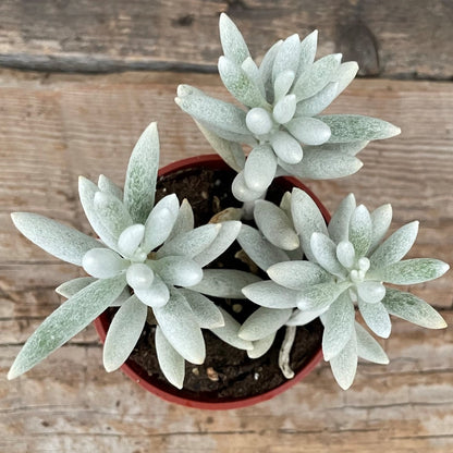 Ghost Plant
