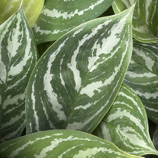 Aglaonema 'Stripes'