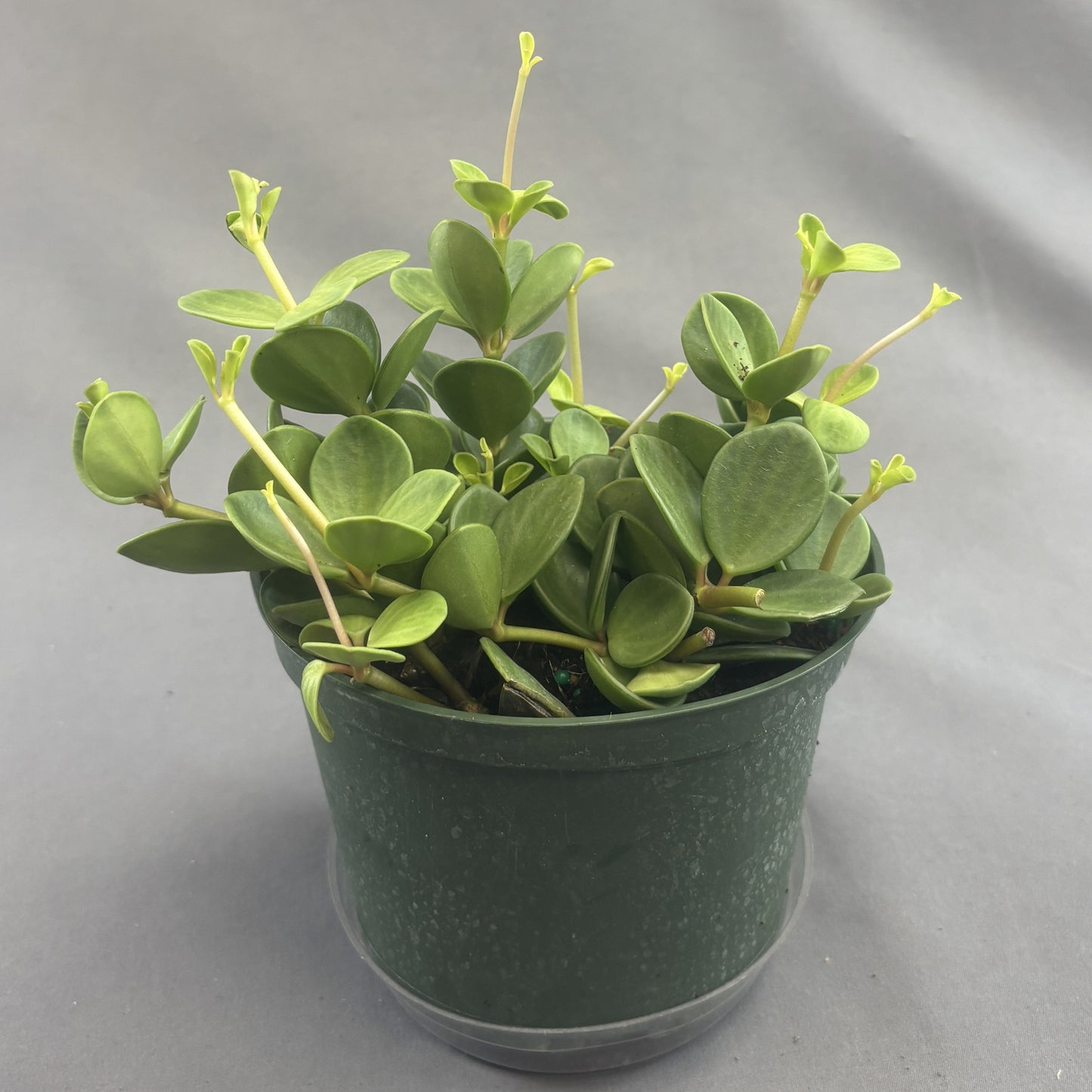 Peperomia 'Hope'