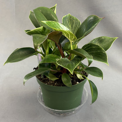 Philodendron 'Birkin'