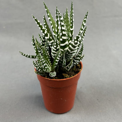 Haworthia