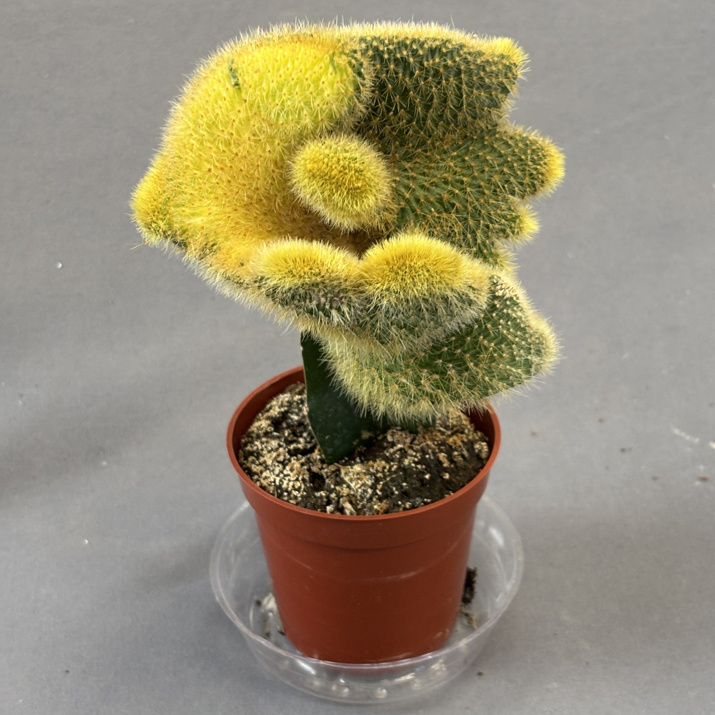 Cactus Grafted Rat Tail