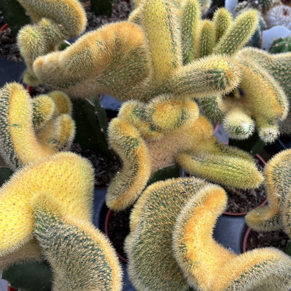 Cactus Grafted Rat Tail