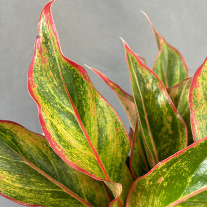 Aglaonema 'Siam Red'