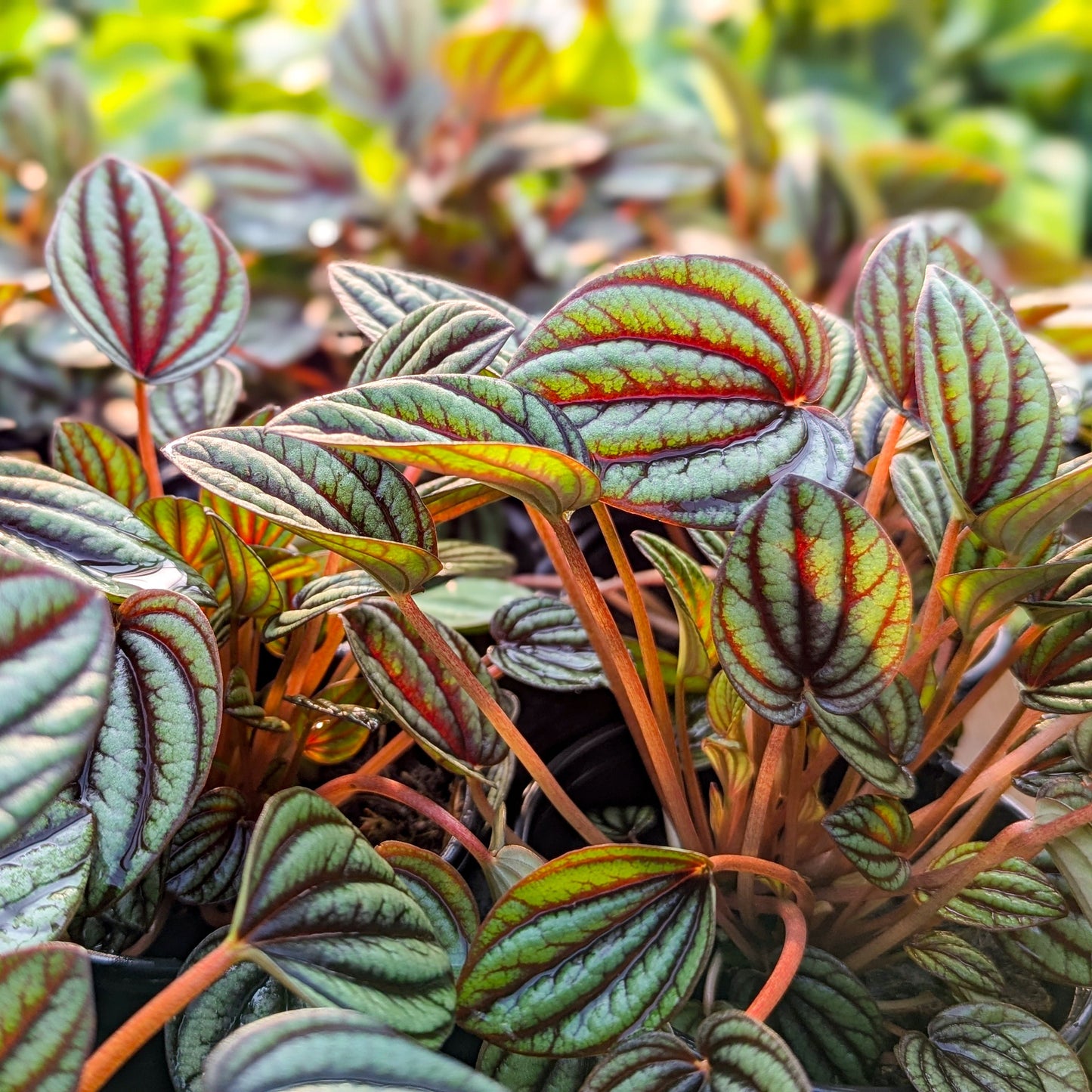 Peperomia 'Piccolo Banda'