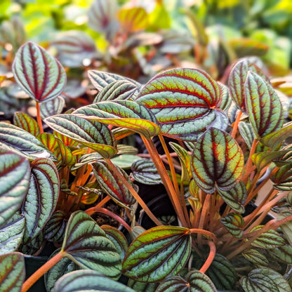 Peperomia 'Piccolo Banda'