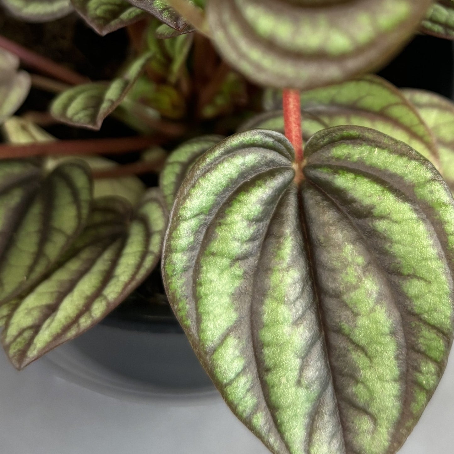Peperomia 'Piccolo Banda'