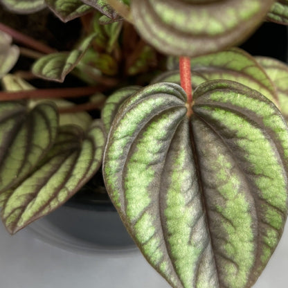 Peperomia 'Piccolo Banda'