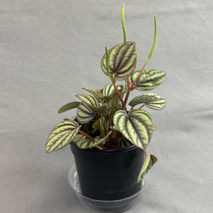 Peperomia 'Piccolo Banda'