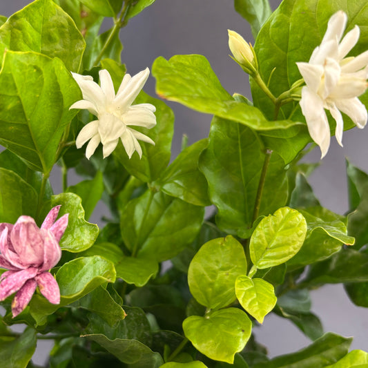 Jasmine 'Belle of India'