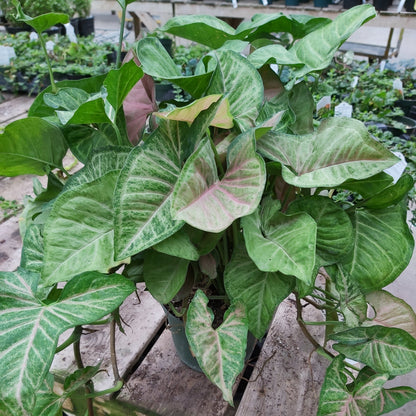 Syngonium 'Maria Allusion'