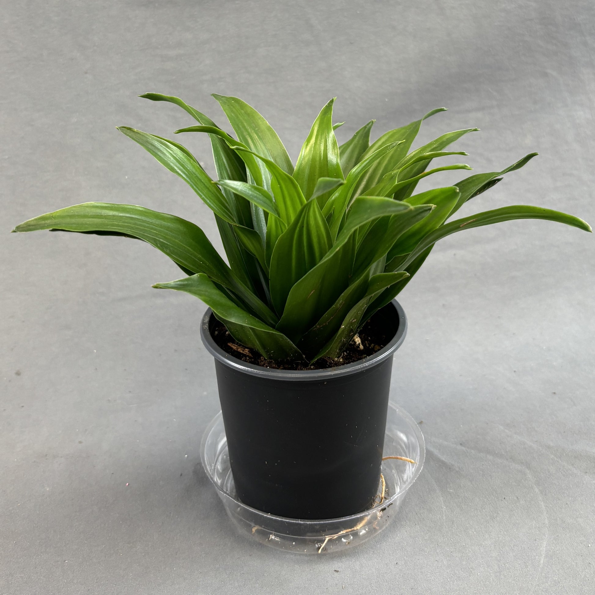 janet craig dracaena cats Dracaena 'Janet Craig'