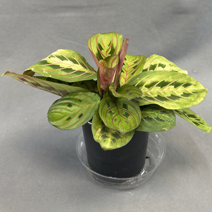 Maranta 'Red'