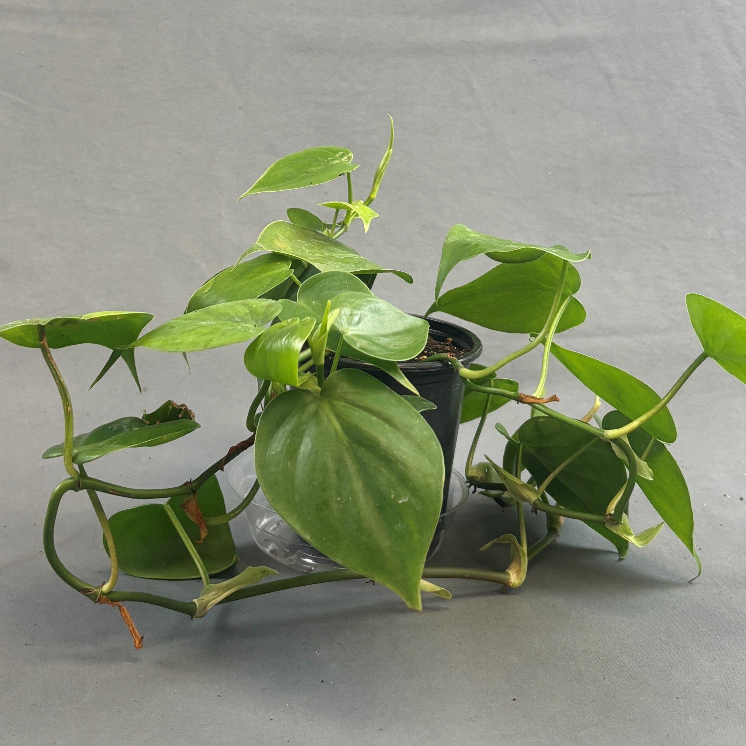 is philodendron cordatum toxic to cats Philodendron cordatum
