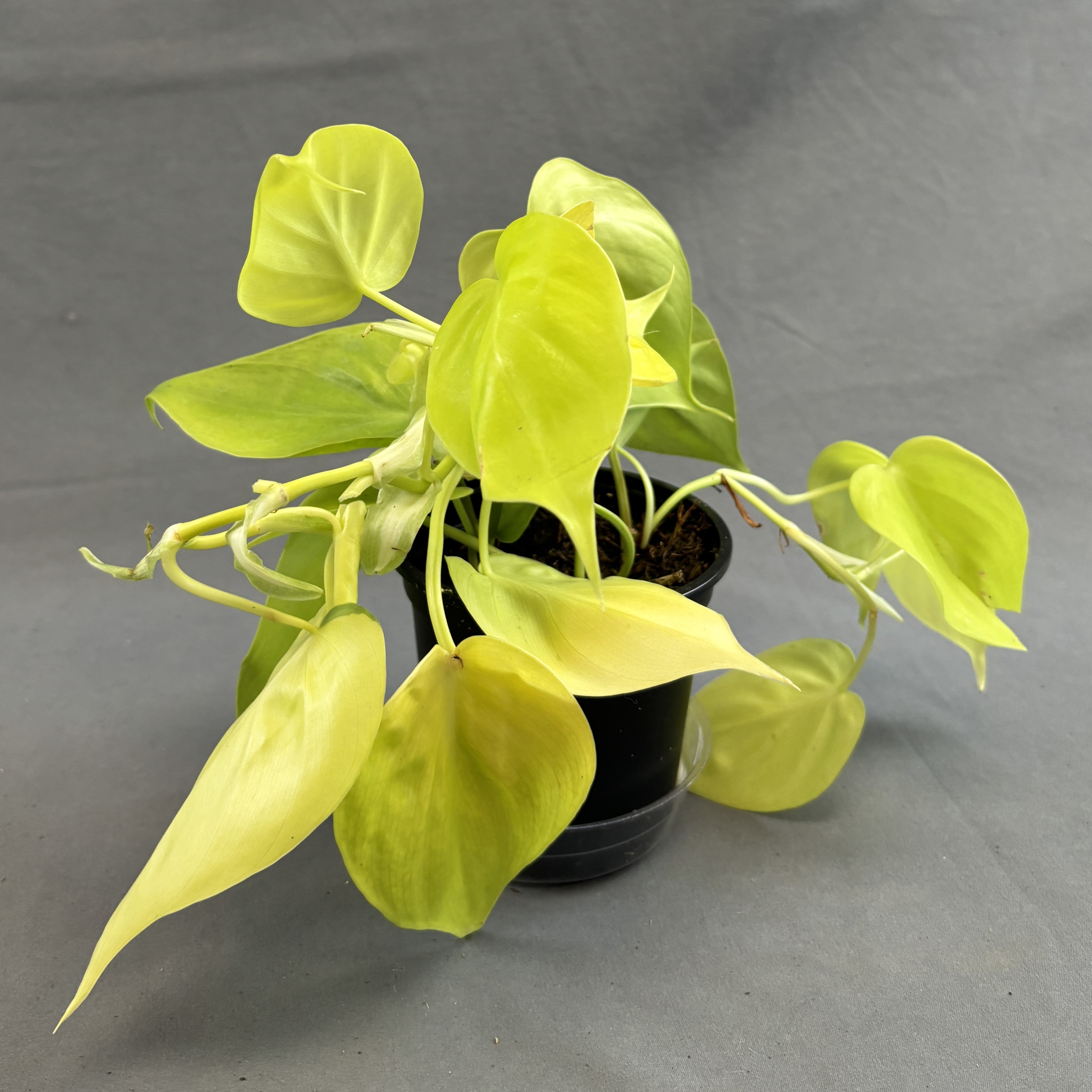 philodendron cordatum yellow leaves Philodendron cordatum