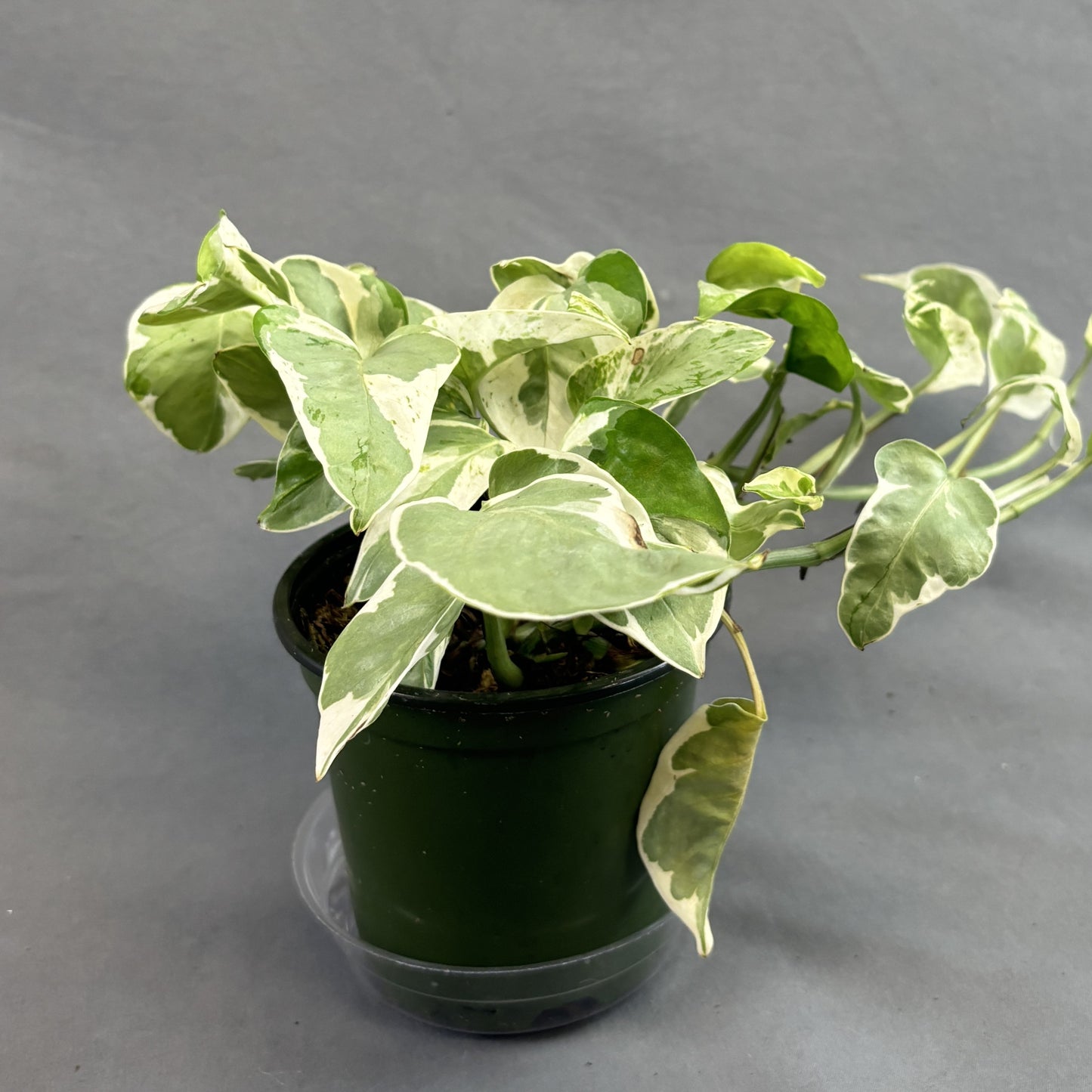 Pothos 'Pearls N Jade'