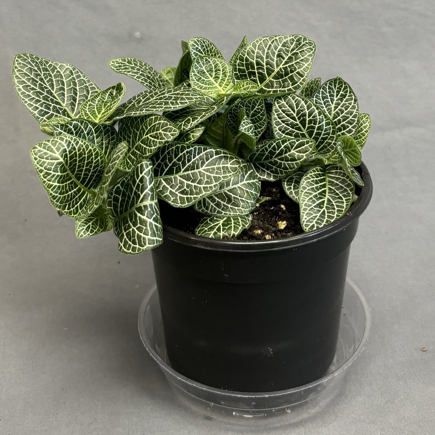 Fittonia albivenis