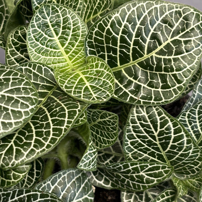 Fittonia albivenis