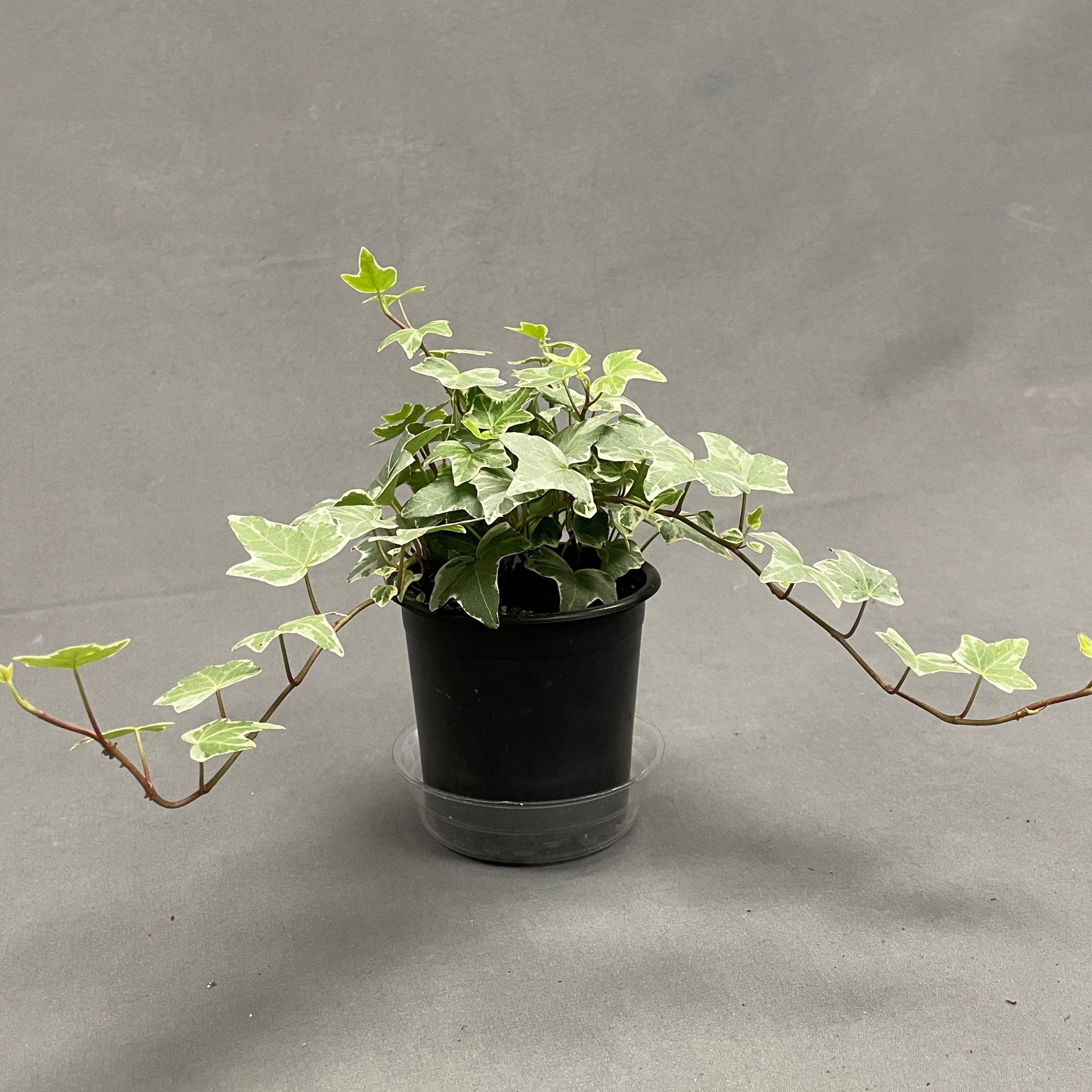 English Ivy