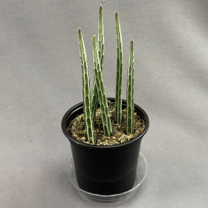 Candlestick Plant