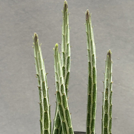 Candlestick Plant