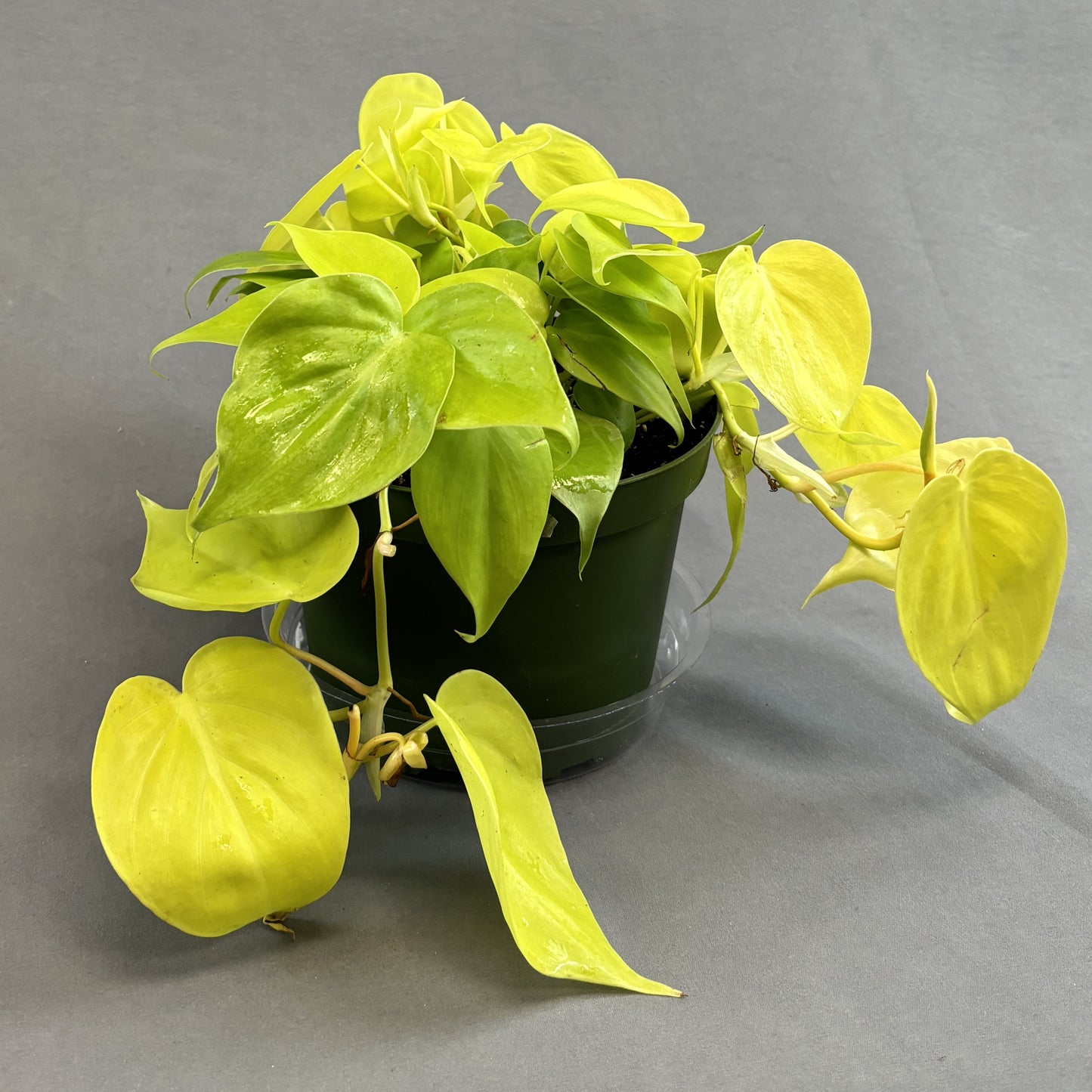 Philodendron cordatum