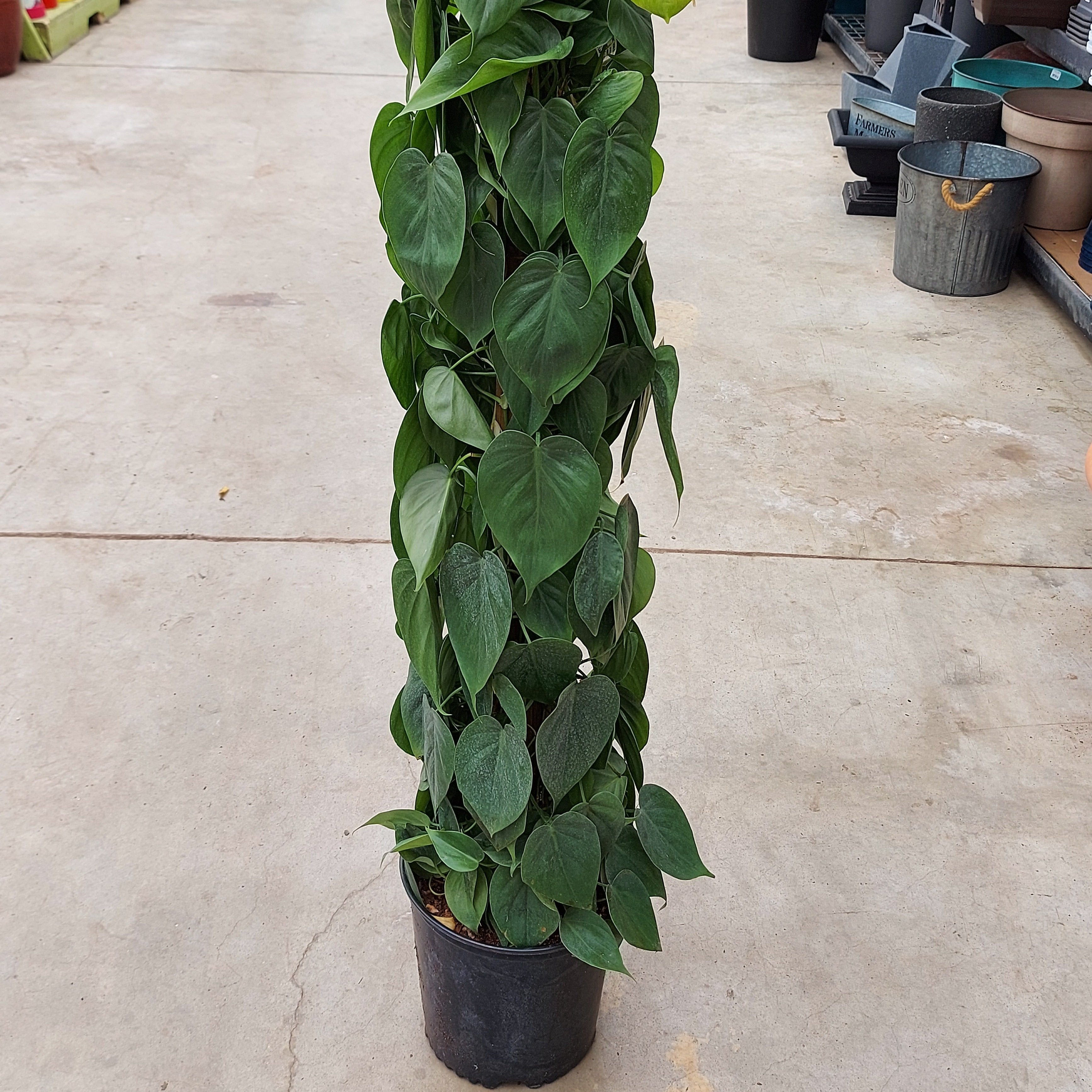 philodendron cortum Philodendron cordatum – Scott's Nursery Ltd