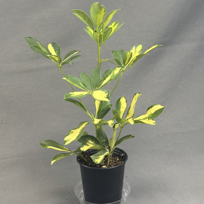 Schefflera arboricola