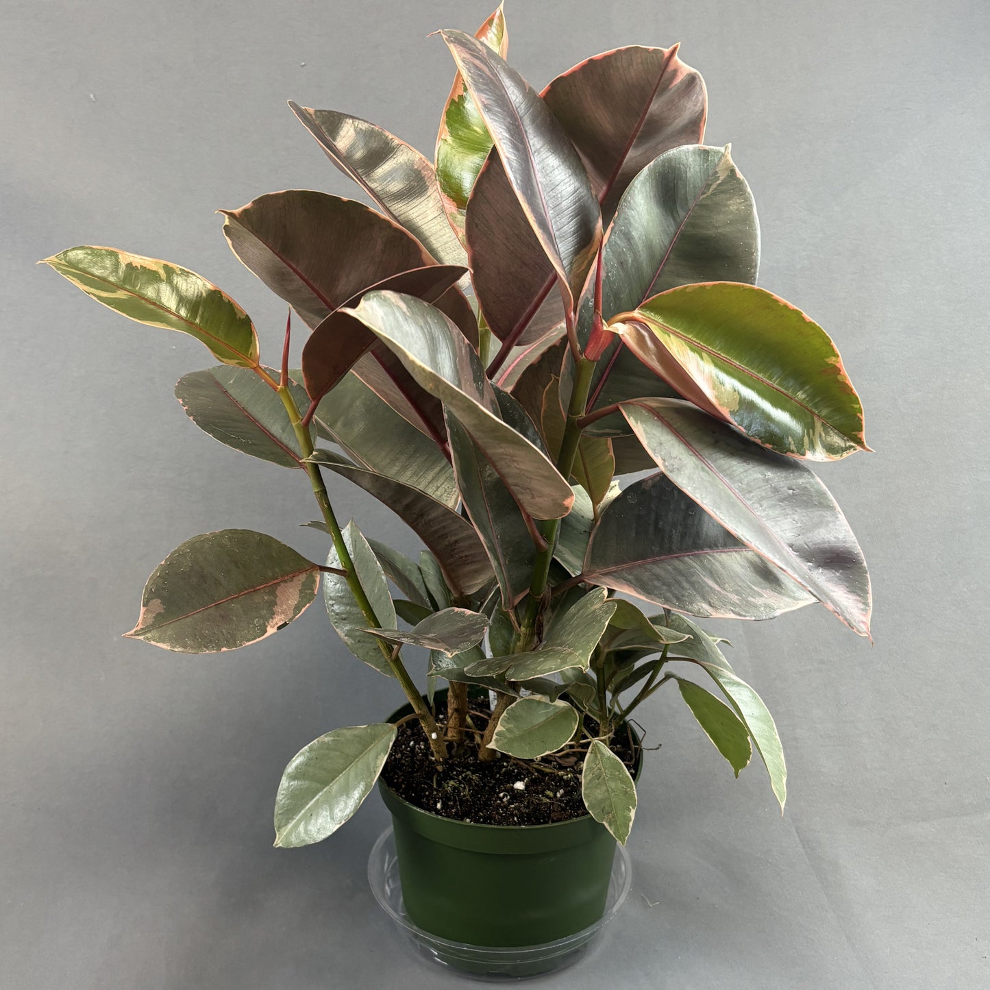 Ficus 'Ruby'
