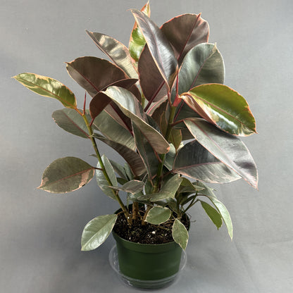 Ficus 'Ruby'