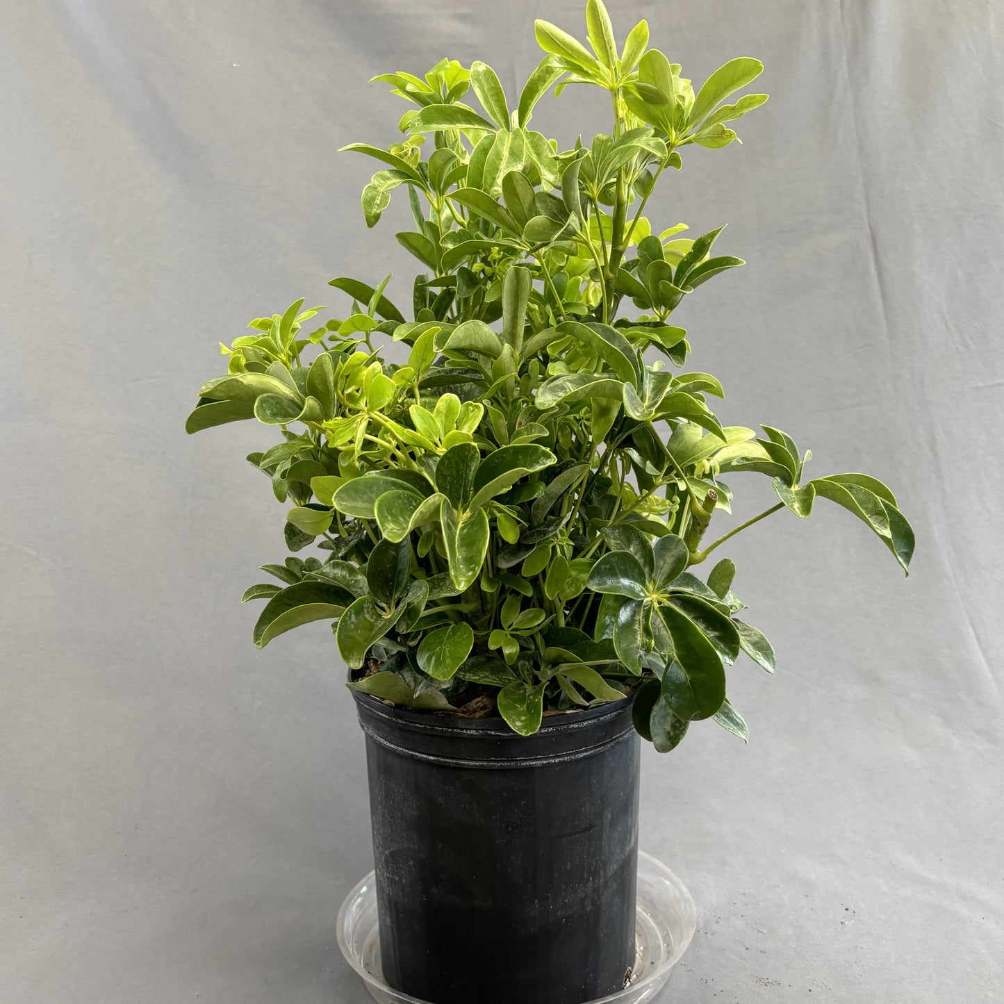Schefflera arboricola