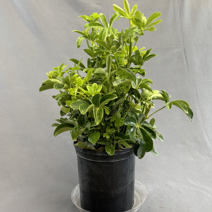 Schefflera arboricola